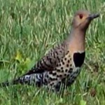 image of bird