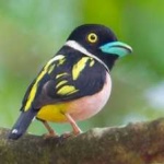 image of bird