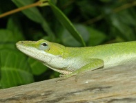 image of american_chameleon #22