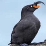 image of bird