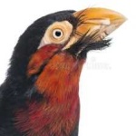 image of bird