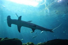 image of hammerhead