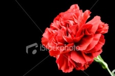 image of flower