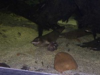 image of platypus