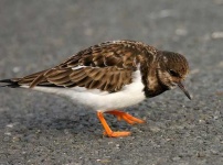 image of ruddy_turnstone