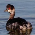 image of bird