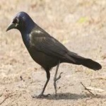 image of bird