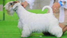 image of sealyham_terrier