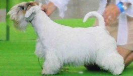 image of sealyham_terrier #18