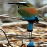 image of bird