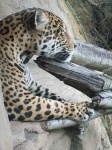 image of jaguar
