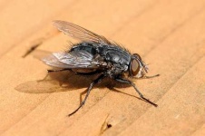 image of fly