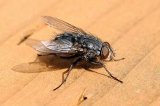 image of fly #1