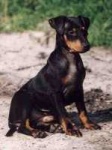 image of staffordshire_bullterrier