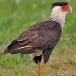 image of bird