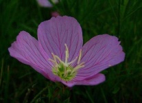 image of flower