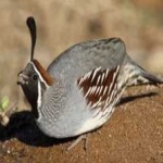 image of bird