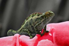 image of african_chameleon