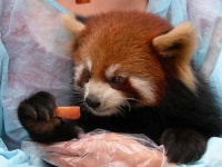 image of lesser_panda