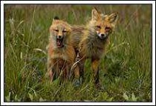 image of kit_fox
