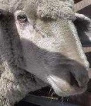 image of animal