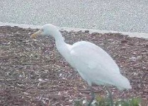 image of ibis