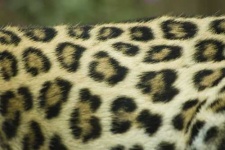 image of jaguar_car