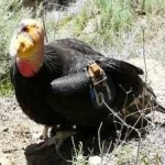 image of bird