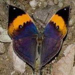 image of animal
