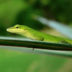 image of american_chameleon #9