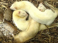 image of weasel