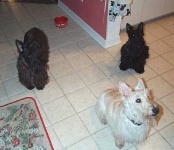 image of scotch_terrier