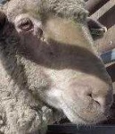 image of animal
