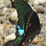 image of banded_butterfly #122