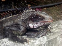image of common_iguana