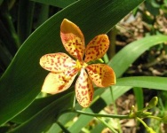 image of flower