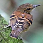image of bird