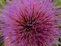 image of cardoon