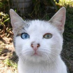 image of animal