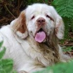 image of animal