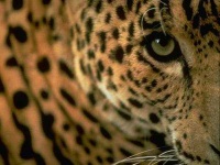 image of jaguar_car