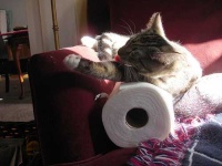 image of paper_towel
