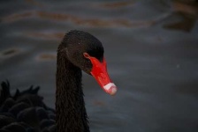 image of black_swan