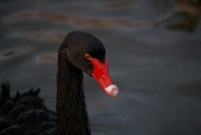 image of black_swan #2