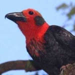 image of bird