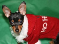 image of miniature_pinscher