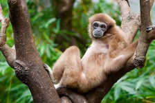 image of gibbon