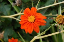 image of flower