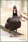 image of black_swan