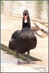 image of black_swan #29